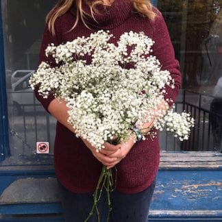 white gypsophila