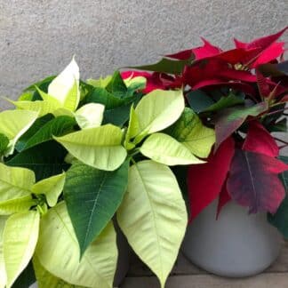 Poinsettia de Noël