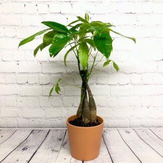 Pachira aquatica 5″