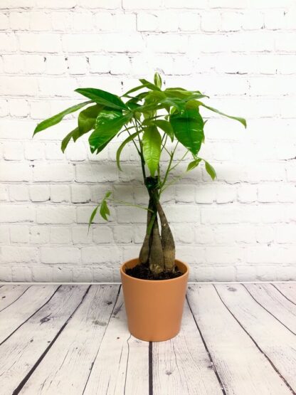 Pachira aquatica 5″