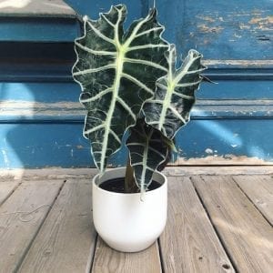 alocasia amazonica