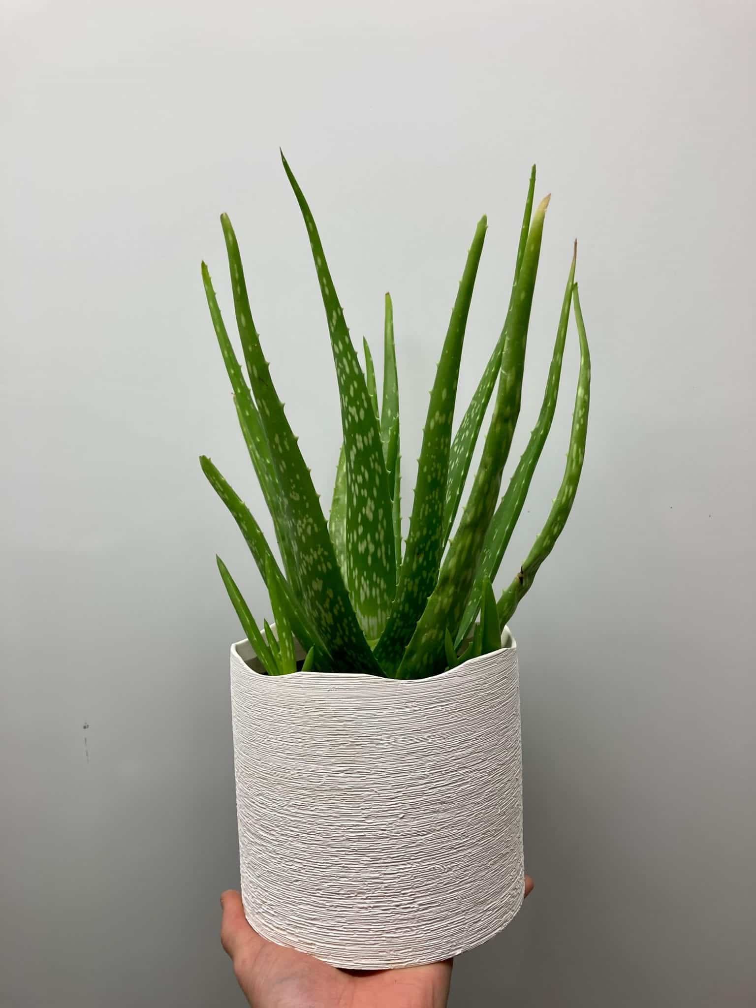 Aloe vera cultivé au Québec 6’’