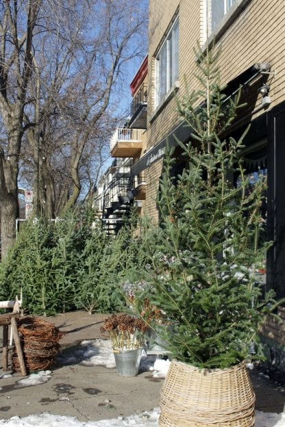 Quebec Farmer Christmas Tree
