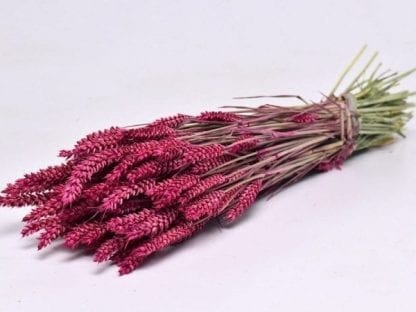 Bouquet-Triticum-Rose-ou-ble-70cm