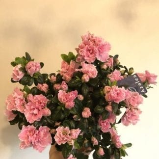 Azalée sélection 6"