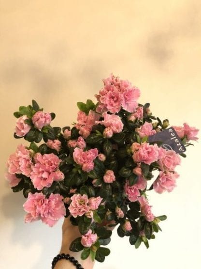 Azalea selection 6"