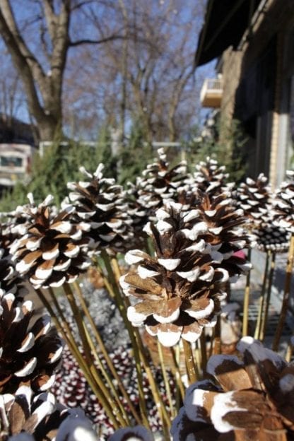 Cocotte on stem - Image 2
