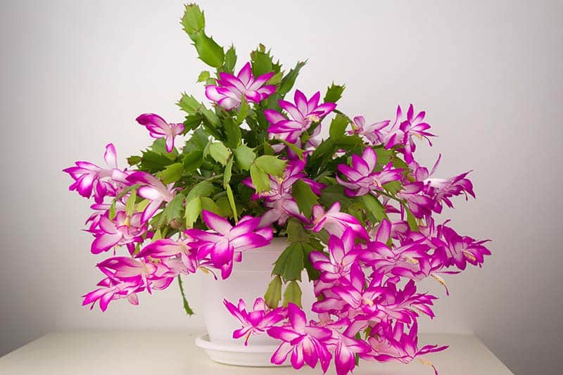 Christmas cactus of the florist's choice