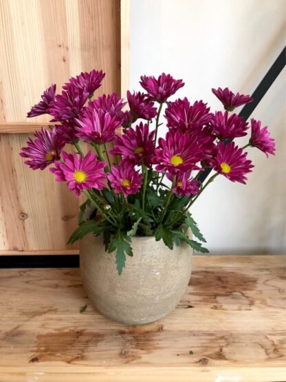 Daisy Bouquet