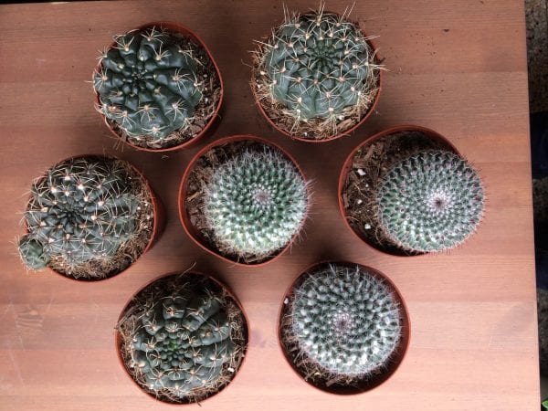 Cactus at the florist's choice
