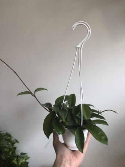 Hoya carnosa 4'' hanging