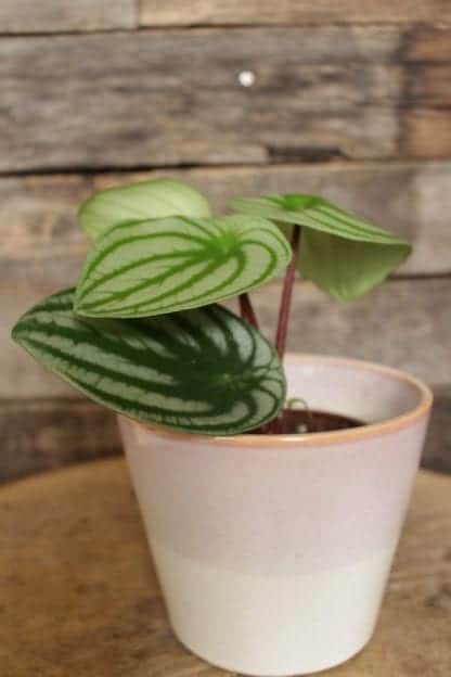 Peperomia melon argyreia 5’’