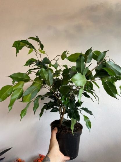 ficus benjamina 6 inches - Image 3