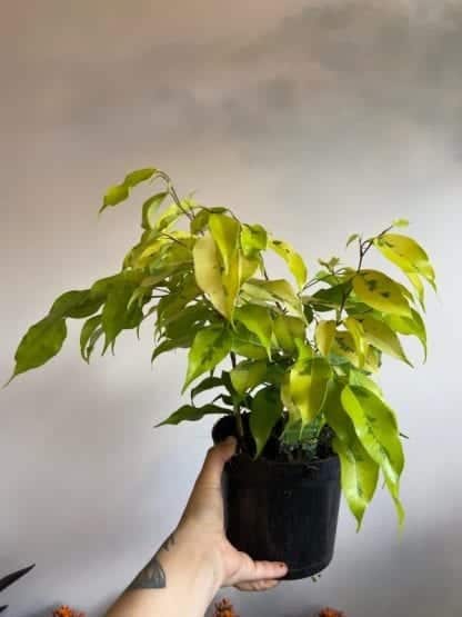 ficus benjamina 6 inches - Image 2