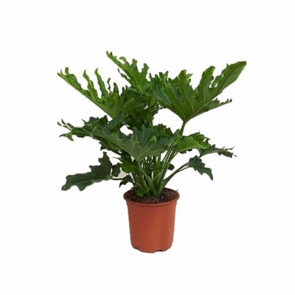 10" Philodendron selloum