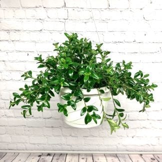 Hypocyrta - Plante poisson rouge