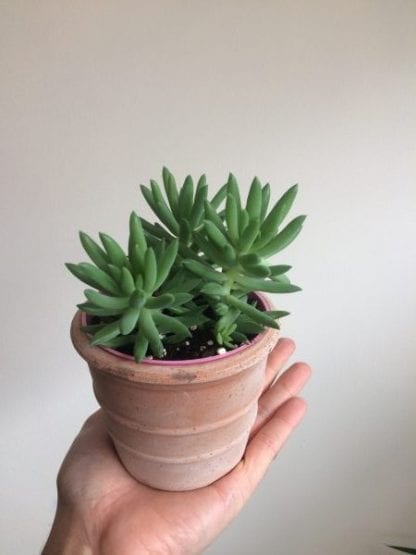 SEDUM BURRITOS 4 inches