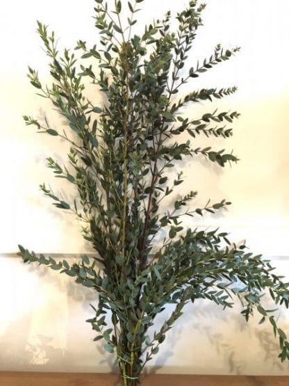 Eucalyptus parvifolia