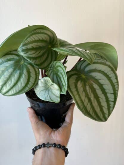 Peperomia melon d’eau 6’’ – Image 2