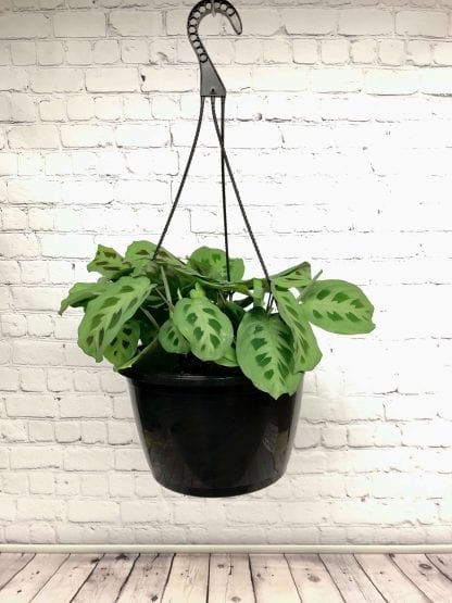 Green Maranta 10’’