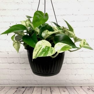 Pothos Marble Queen