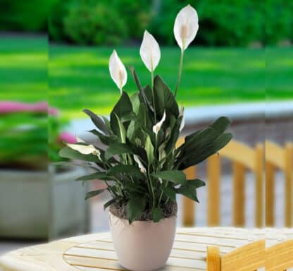 Spathiphyllum 6"