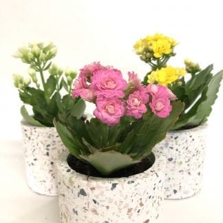 Calandiva au choix du fleuriste