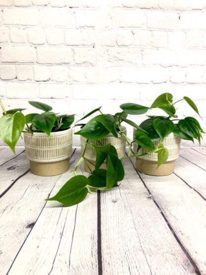 Philodendron cordatum 4"