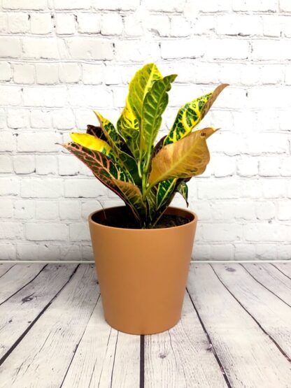 Croton Petra 6 inch