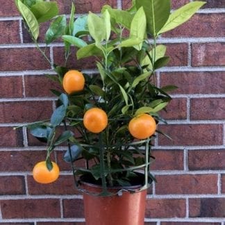 Calamondin 1 Gallon