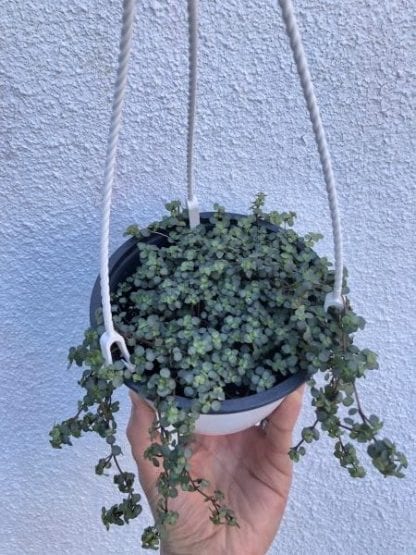 Pilea aquamarine 6 pouces