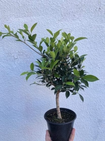 Ficus annulata 6"