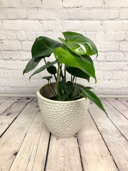 Monstera 6"