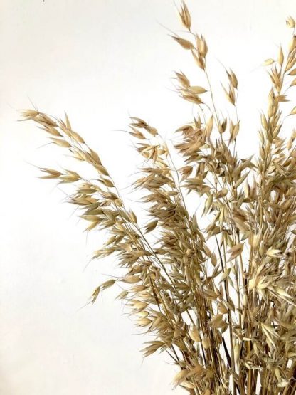 Bouquet d’avoine séché – Image 2