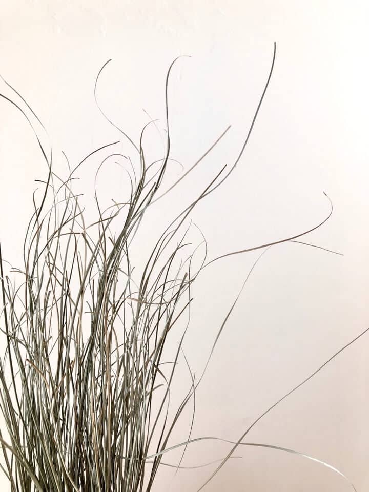 Dried bear grass