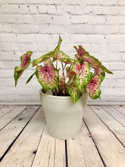 Caladium 6.5" – Image 3