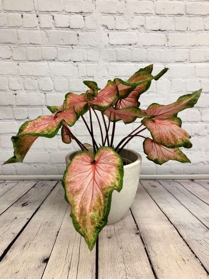 Caladium 6.5" – Image 2