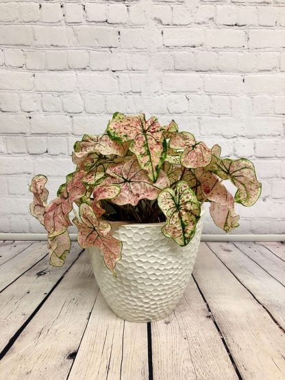 Caladium 6.5"
