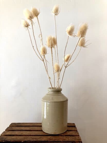 Whitened Thistle