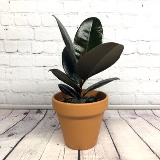 Ficus Elastica Burgundy
