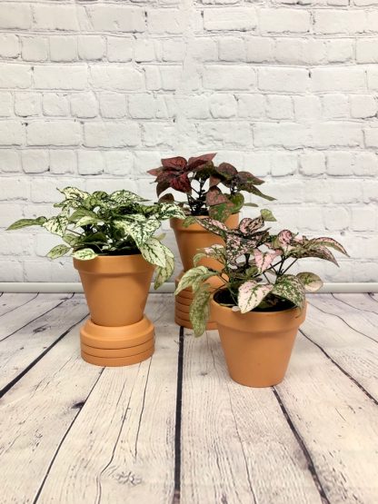 Hypoestes 4"