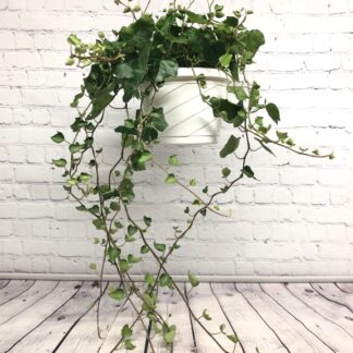 Lierre 6’’ suspendu