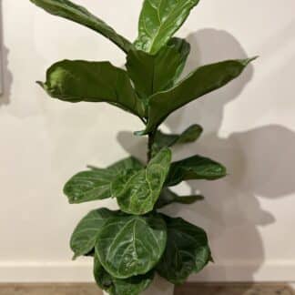 Ficus Lyrata 10’’