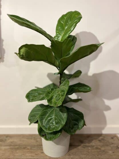 Ficus Lyrata 10’’