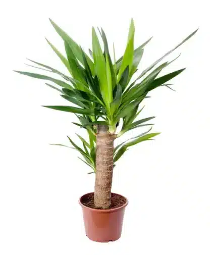Yucca 10"