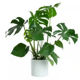 Monstera Deliciosa 8’’