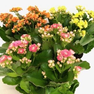 Kalanchoe 4"