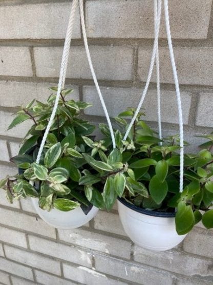 Red lipstick plant 6''.