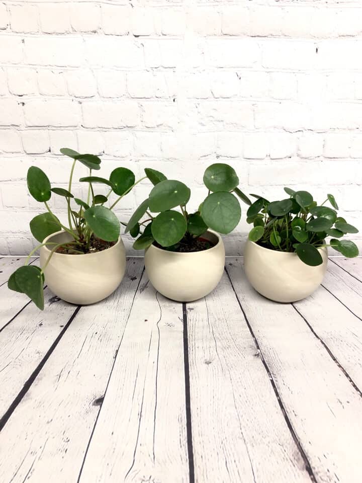 Pilea Peperomioïdes