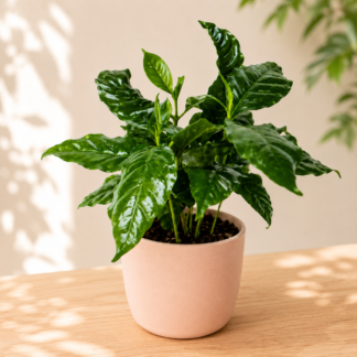 Plant de café 3.5’’